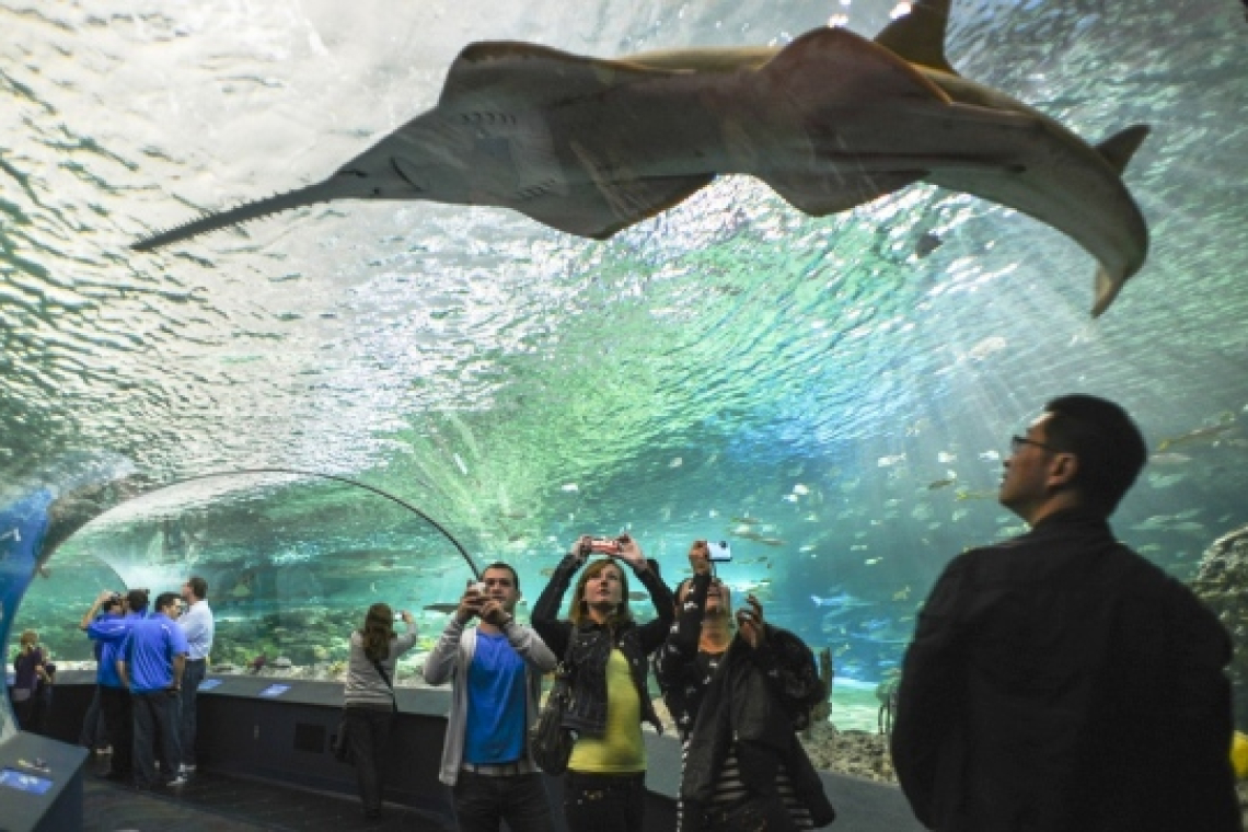 آکواریوم ریپلیز