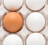 جمعآوری برخی تخممرغها در انتاریو